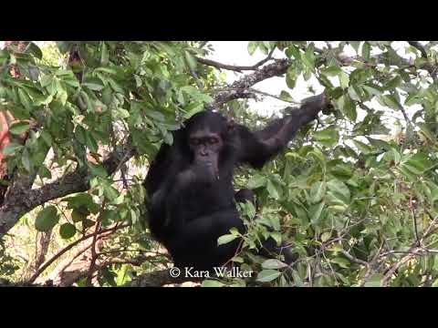 How similar are chimpanzees and humans? - YouTube