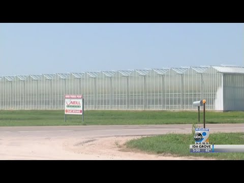 ICE Raids Tomato Plant In O'Neill