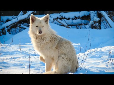 Wolf 🐺..Wolf Videos..HK Animals world