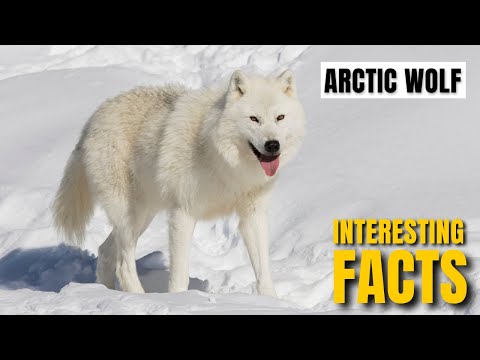 Amazing facts of  Arctic Wolf | Interesting Facts | The Beast World