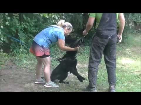 Qeri Vamoz Bohemia - defence 8 months