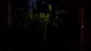 Download lagu I made a video of my garden outside my room this evening. mp3