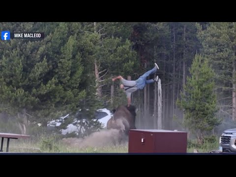 Man hospitalized after bison charge sends him flying at Yellowstone