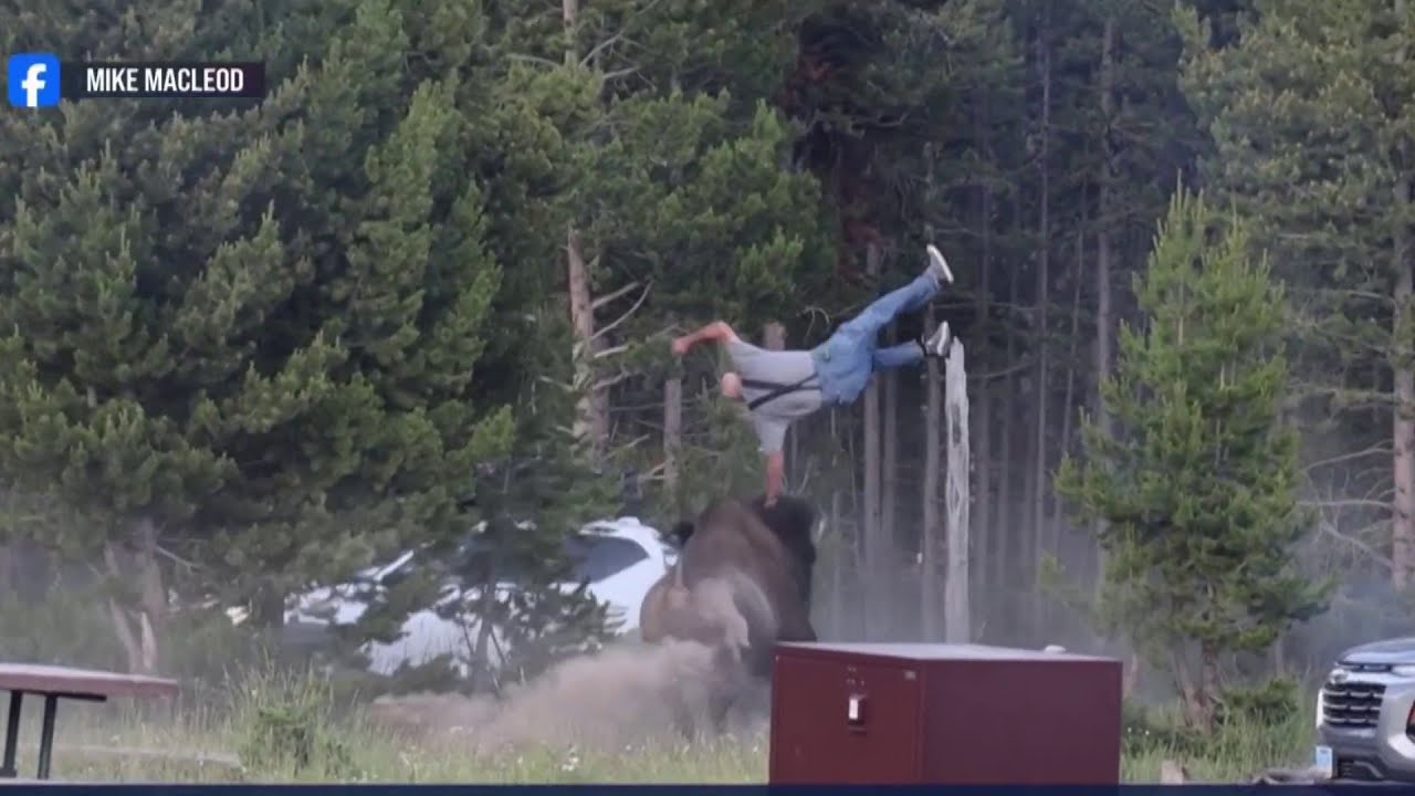 Video: Yellowstone Bison Charge Sends 65-Year-Old Man to Hospital