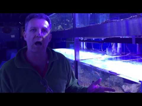 Frontosa reaction to UV light