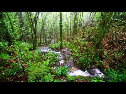 2 Horas de Sonido de lluvia relajante en el bosque HD río, agua, animales Relajarse Dormir profundo