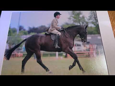 BLM COSMOPOLITAN BELWIN