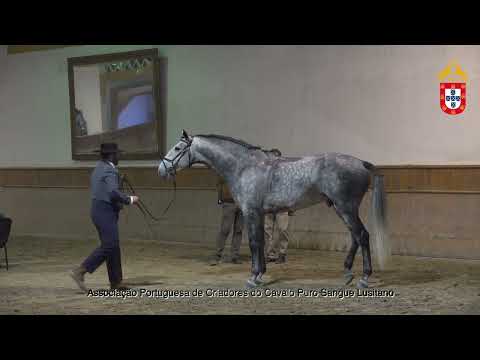 230128 33 Oriente QB - Aprovação de Garanhões