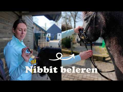 The beginning of Nibbit&rsquo;s training | First bridle & bit
