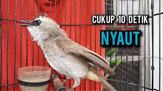 Download lagu trucukan gacor TARUNG ROPEL PANJANG pancingan trucukan agar bunyi jadikan burung trucuk gacor EMOSI mp3