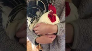 Koji the Rooster Running to Be Held by His Favorite Human || ViralHog
