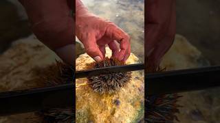 TREASURE Inside Sea Urchin! 🌊 FRESHEST Uni Harvest to Plate | RARE Ocean Delicacy REVEALED
