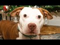 Wife Surprises Husband With A Dog His Response Was Perfect
