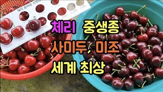 사미두에 대하여~세계 최고  수준