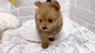 ハーフ犬の動画02