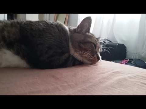 THE SILLY KITTY MITTY