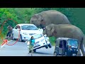 2024 S Most Terrifying Wild Elephant Attack Caught On Camera Watch As Elephant Attacks Car