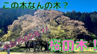 岐阜県の樹齢1500年の桜の木を見に行ってきた【名古屋ツーリング】
