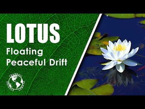Floating Lotus Pond | Peaceful Cinematic Drift – 1 Hour