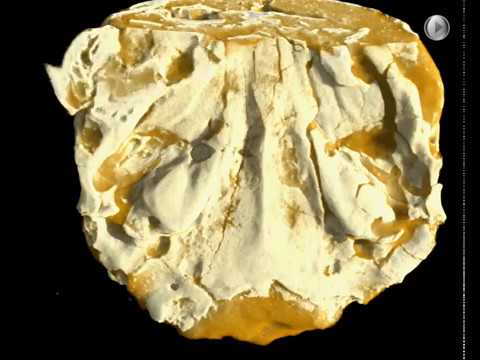 Skull and braincase of Viverravus (Carnivora)