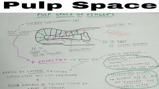 Pulp Space of Hand ✋✋