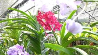 preview picture of video '2013.02.13 Mae Rim Orchid & Butterfly Farm, Chiang Mai, Thailand'