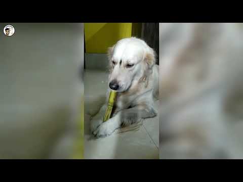 Dog Eating Sugarcane🐶🤤 Funny Dog Videos - Furfriend Arnab