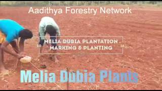 preview picture of video 'Melia Dubia Plants, Plantation'