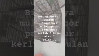Download lagu burung kenari jantan akan mulai gacor pada umur berapa bulan ya ? mp3
