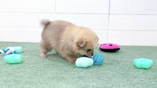 ハーフ犬の動画01