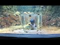 VGP Marine Kingdom Nemo Fish