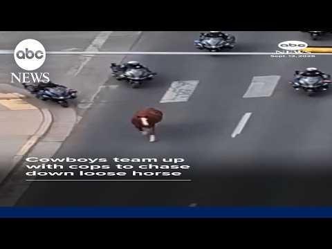 Cowboys team up with cops to chase down loose horse