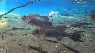 誰かが違法放流したブラックバスのせいで熱帯魚が生息する池の末路がやばい