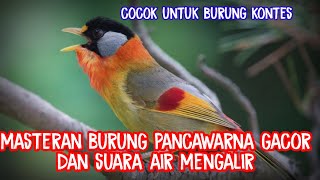 Download lagu MASTERAN BURUNG PANCAWARNA DAN SUARA AIR MENGALIR#kicaumania#kicaumaniaindonesia mp3
