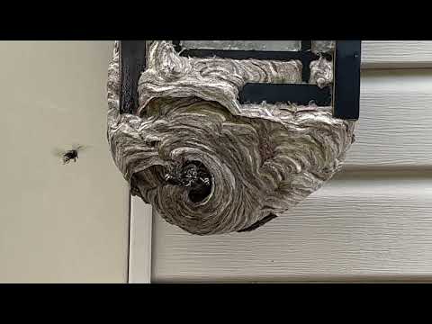 Porch Light Home to Bald-Faced Hornets in Fair Haven, NJ
