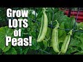 How to Grow Peas- 3 Tips for a Continual Supply, 3 DIY Trellis Ideas // Spring Garden Series #6