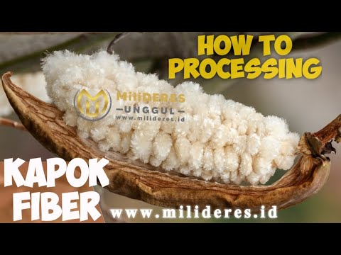 kapok fiber / silk cotton how to processing