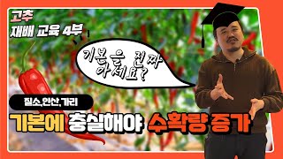 고추 재배교육 4부! 수확량을 늘리려면 기본에 충실하자! 비료의 기본! 고추 NPK 총정리! | 농사 100…
