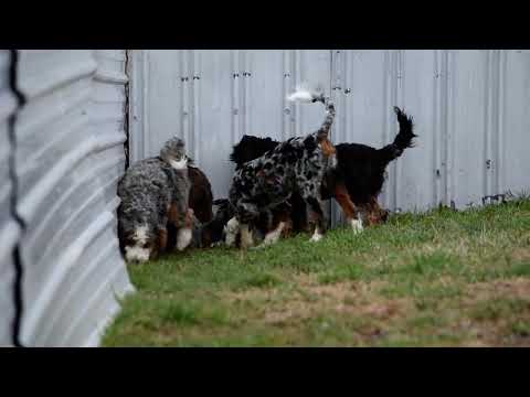 Puppy Playtime - Anyone for a game of horseshoes?
