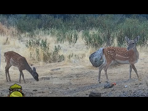 20.09.2025 Łania Daniela (Dama dama) z cielakiem - Hiszpania.