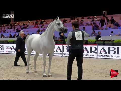 N.51 WADAD ZAMANI - Paris 2017 - Senior Mares (Class CM3A)