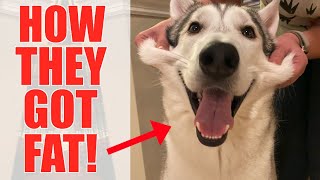 Why Our Huskies Are Getting Fat, And How We