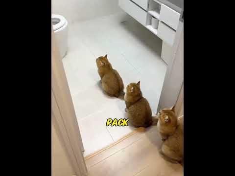 He was treated so unfairly. Glad he got his revenge! 😭❤️ #usa #cat