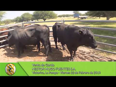 22-02-19 - Venta de Gordo - Nestor Hugo Funtes S.A. - Victorica