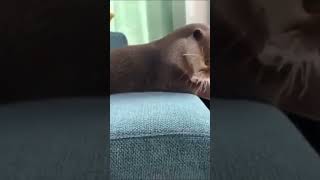 可愛いお利巧な子犬 #shorts