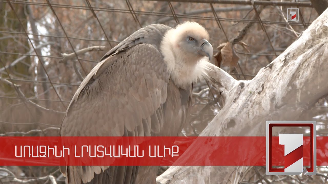 Ինչու են անկել Կարմիր գրքում հայտնված թռչունները. կենդանաբանական այգում մթնոլորտը լարված է