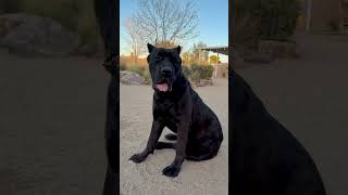 Video preview image #1 Mutt Puppy For Sale in Goodyear, AZ, USA