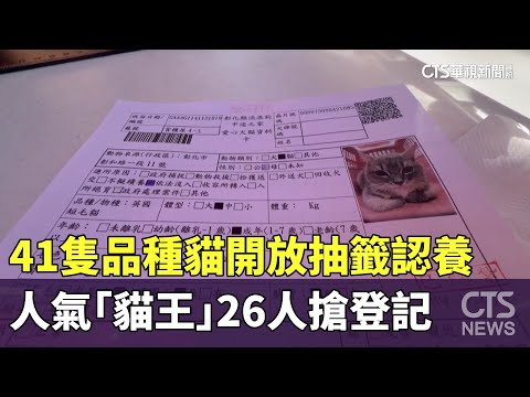 41隻品種貓開放抽籤認養　人氣「貓王」26人搶登記