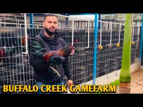 Black Mcrae Brownred Mugs - BUFFALO CREEK FARM