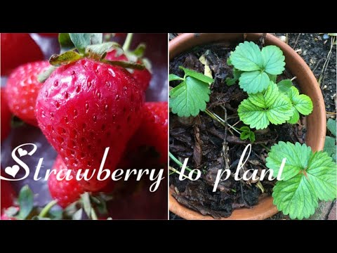 Growing strawberry plants from supermarkets bought fruits!